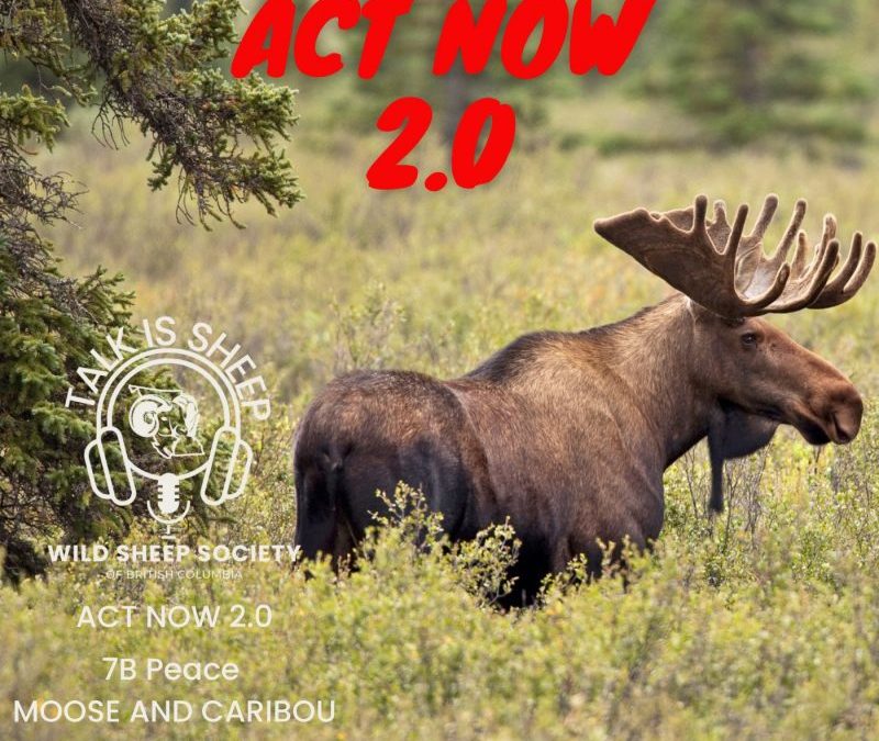 ACT NOW 2.0 – Region 7B Peace Moose and Caribou Closures